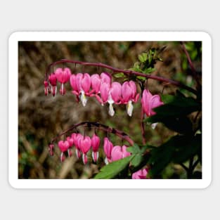 Bleeding Hearts Sticker